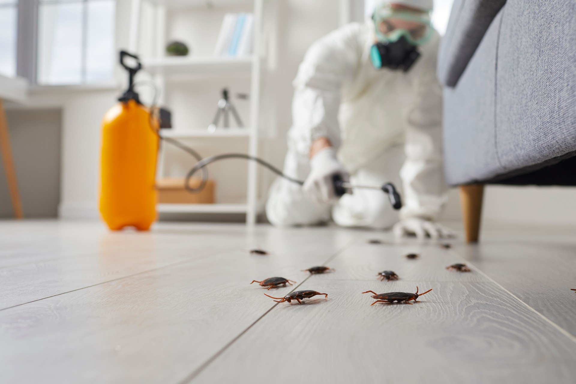 Pest control exterminator spraying insecticide over domestic insects in the house