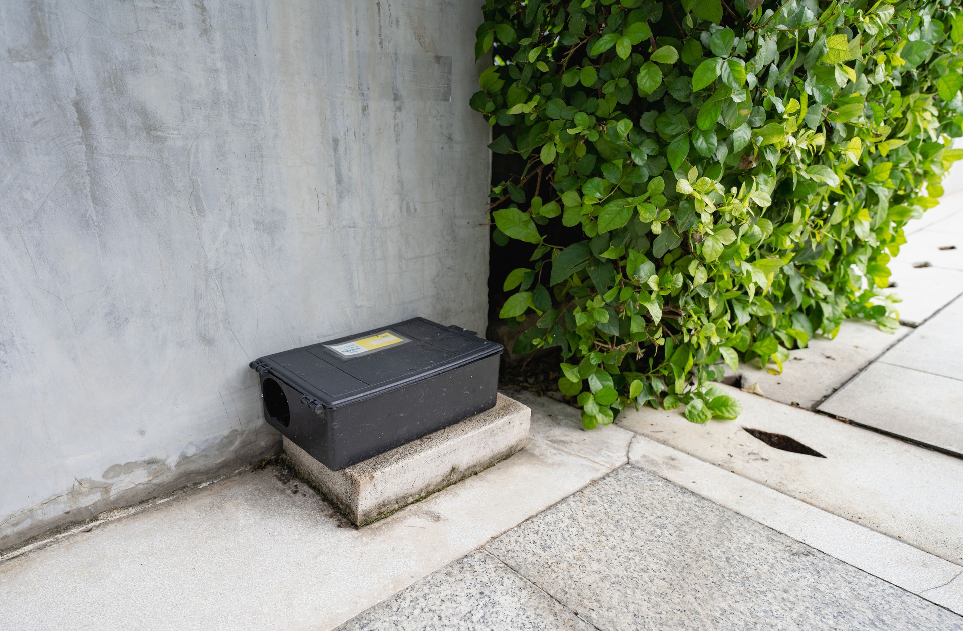 Tamper proof black rodent bait station placed on concrete ground near green foliage. Modern residential pest control for safe and effective urban rat infestation prevention. Secure rat bait box.